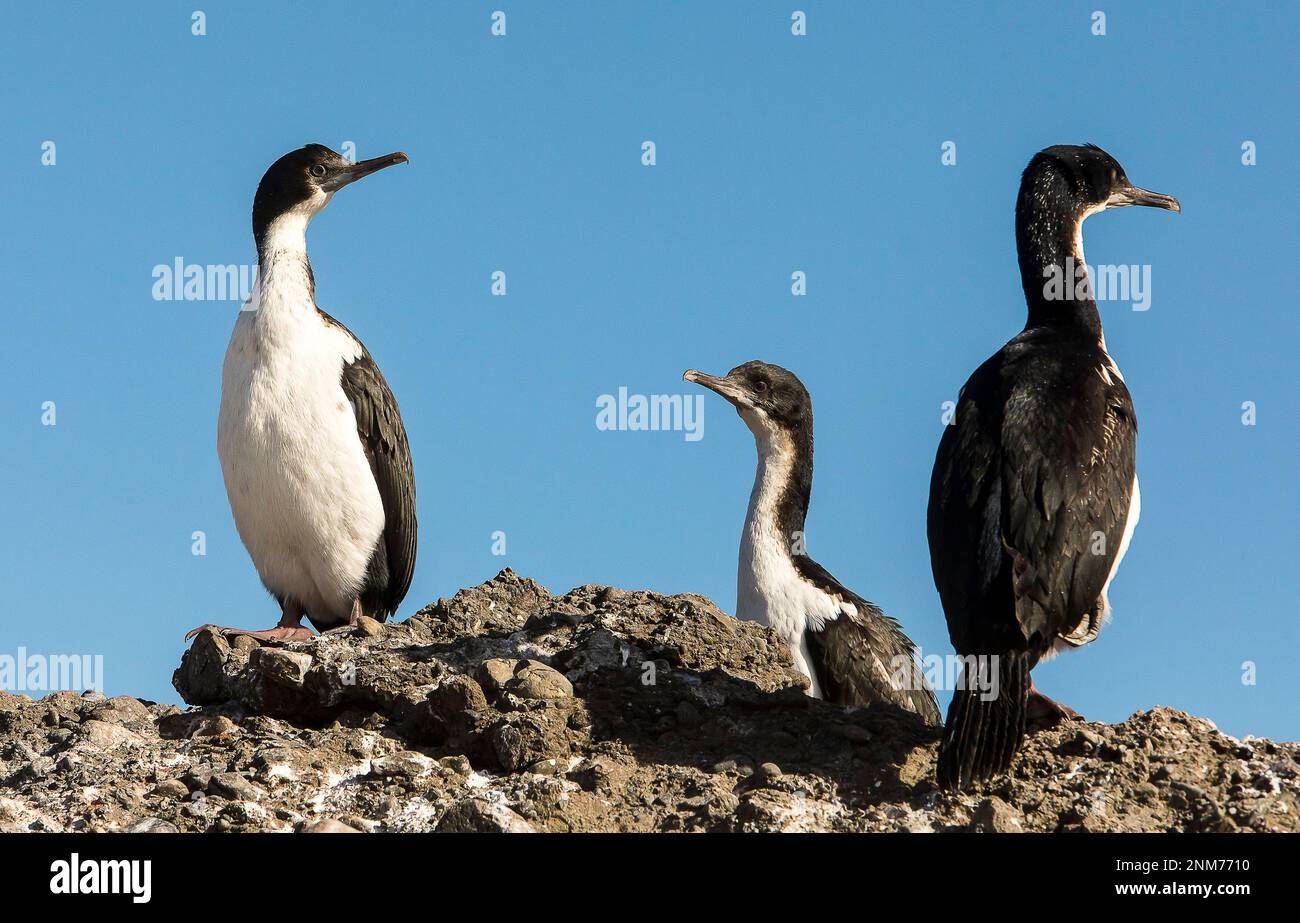 Imperial Kormoran (Phalacrocorax), atriceps Tuckers Inselchen, Whiteside Canal, PN Alberto De Agostini, Feuerland, Patagonien, Chile Stockfoto