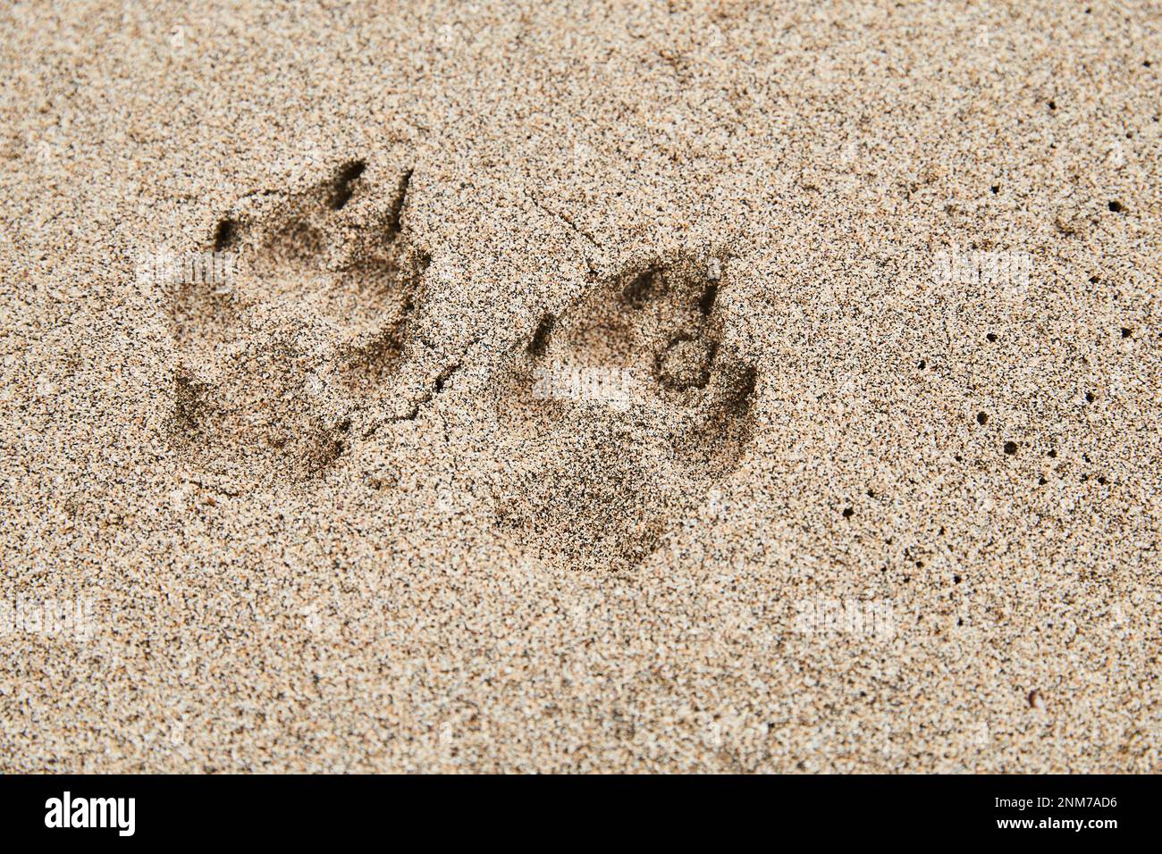 Nahaufnahme von Hundepfotenabdrücken im Sand eines Strands auf Hawaii Stockfoto