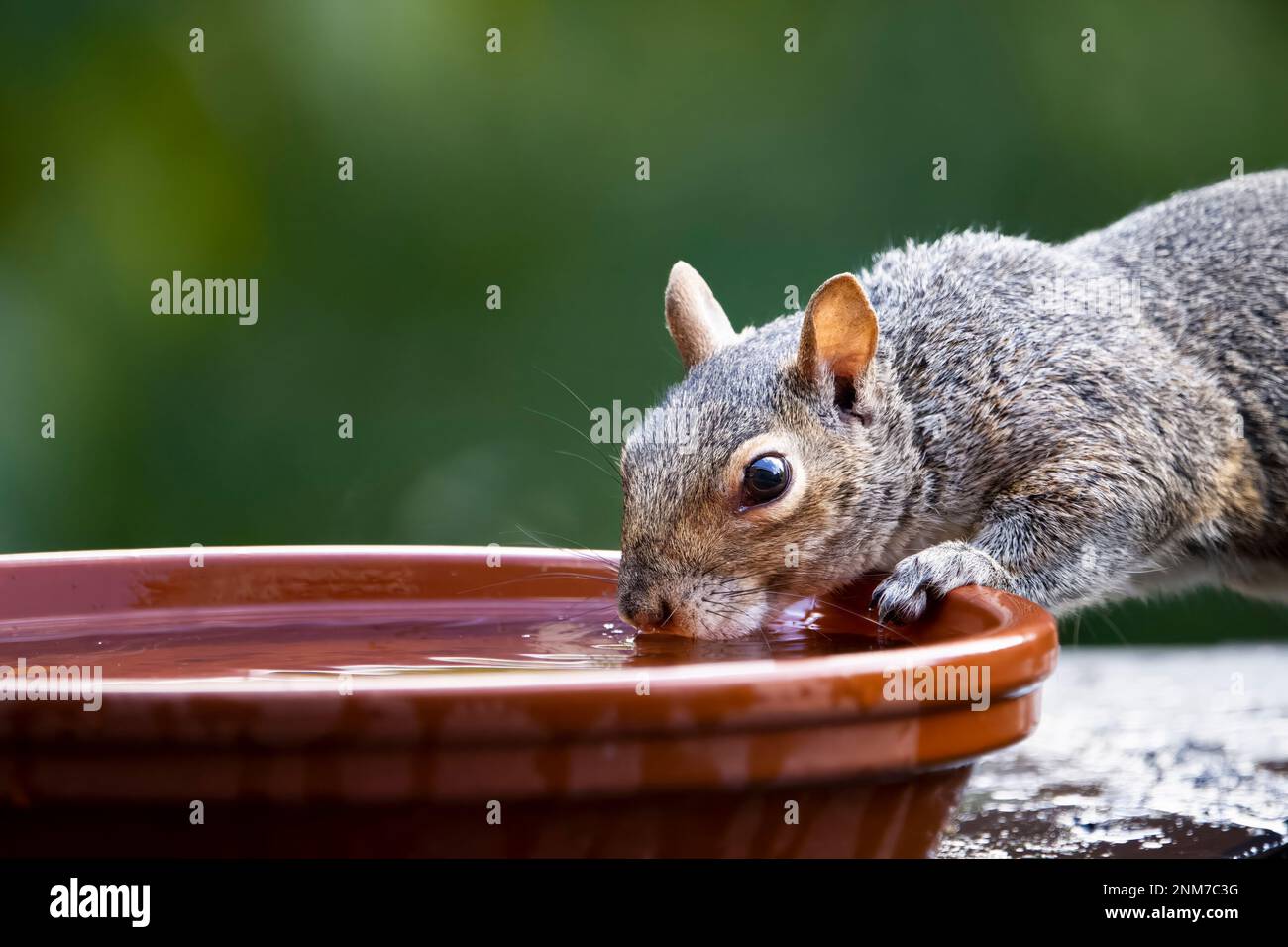 Durstiges östliches graues Eichhörnchen, das an einem heißen Sommertag aus einem Vogelwasserbad trinkt. Stockfoto