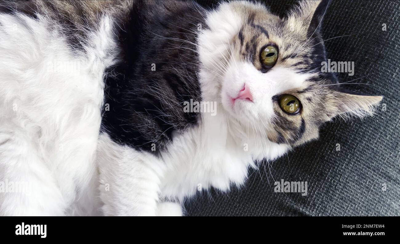 Süßes Tier Tier Tier Tier Niedliches Katzenfoto Stockfoto