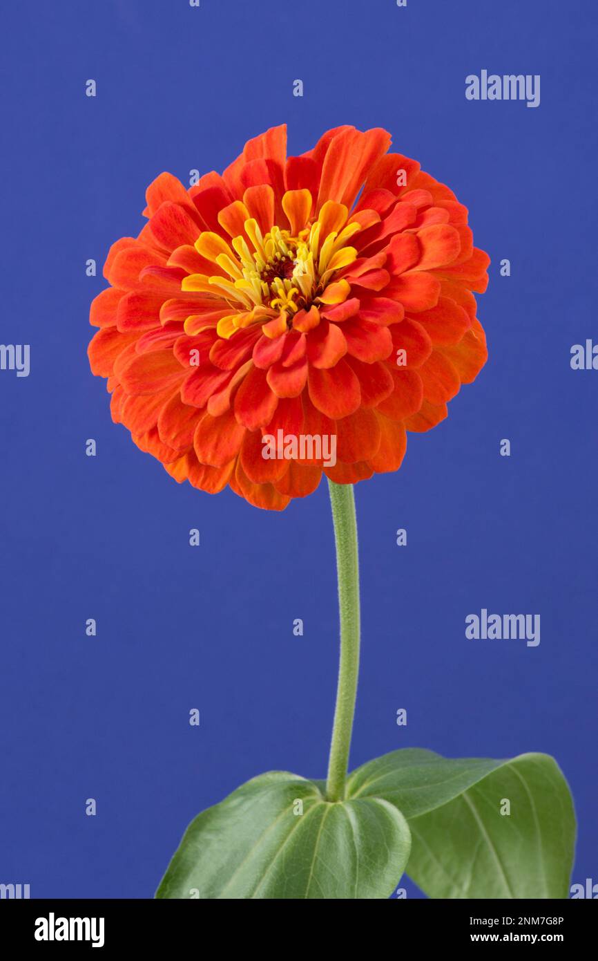 Zinnia elegans bekannt als Jugend und Alter, gewöhnliches Zinnia oder elegantes Zinnia. Stockfoto