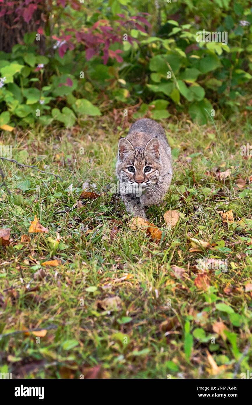 Bobcat (Lynx rufus) schleicht sich vorwärts über Grass Autumn - ein in Gefangenschaft gehaltenes Tier Stockfoto