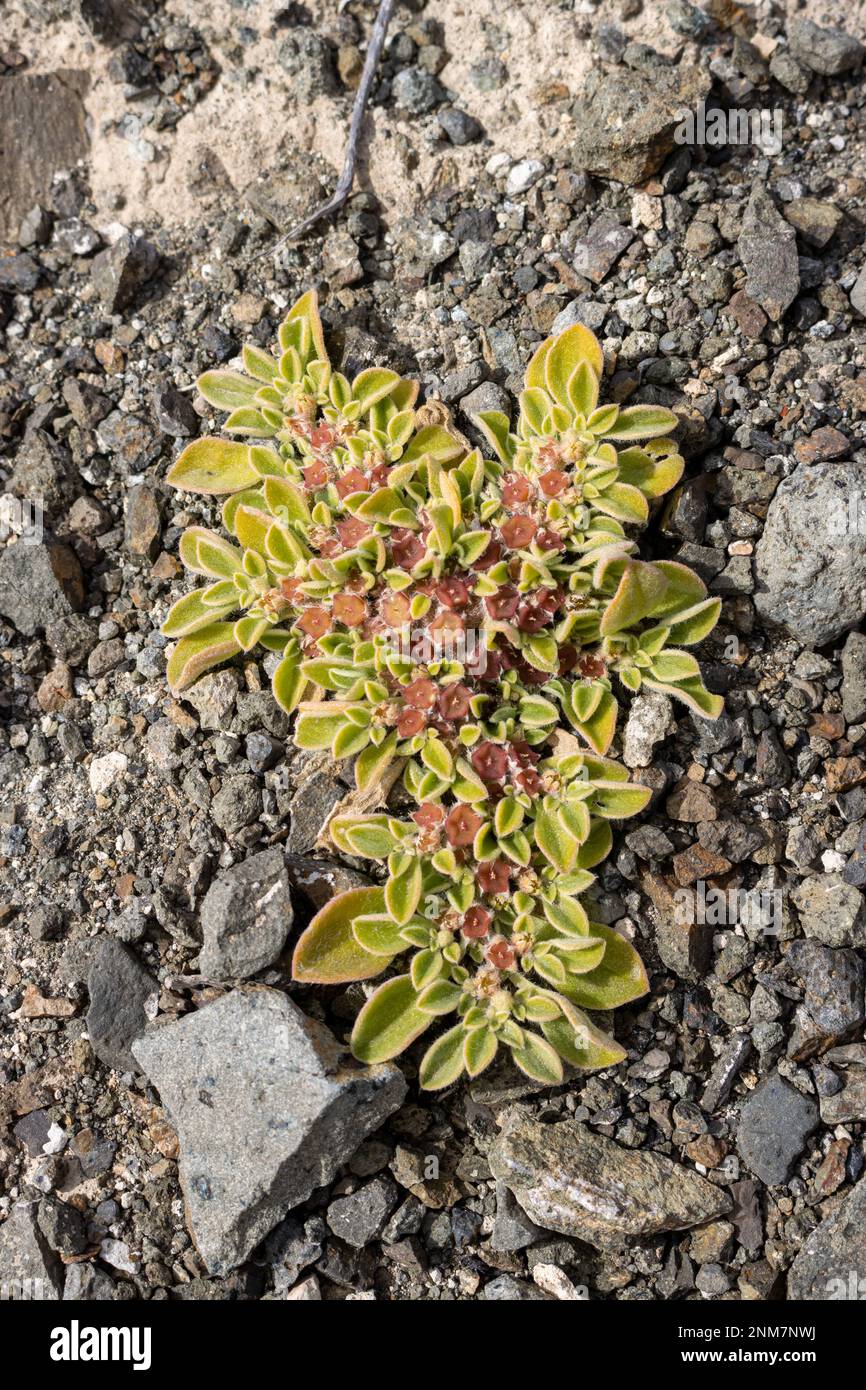 Dunkelgraue bis schwarze Steine und eine Pflanze Aizoon Canariense, die dort wächst. Gelbgrüne Blätter und rote Blumen. Mirador Astronomico, Fuerteventura, Kanarienvogel Stockfoto