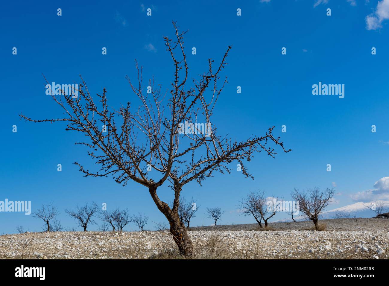 Nackte Mandelbäume mit ihren ersten Knospen Stockfoto