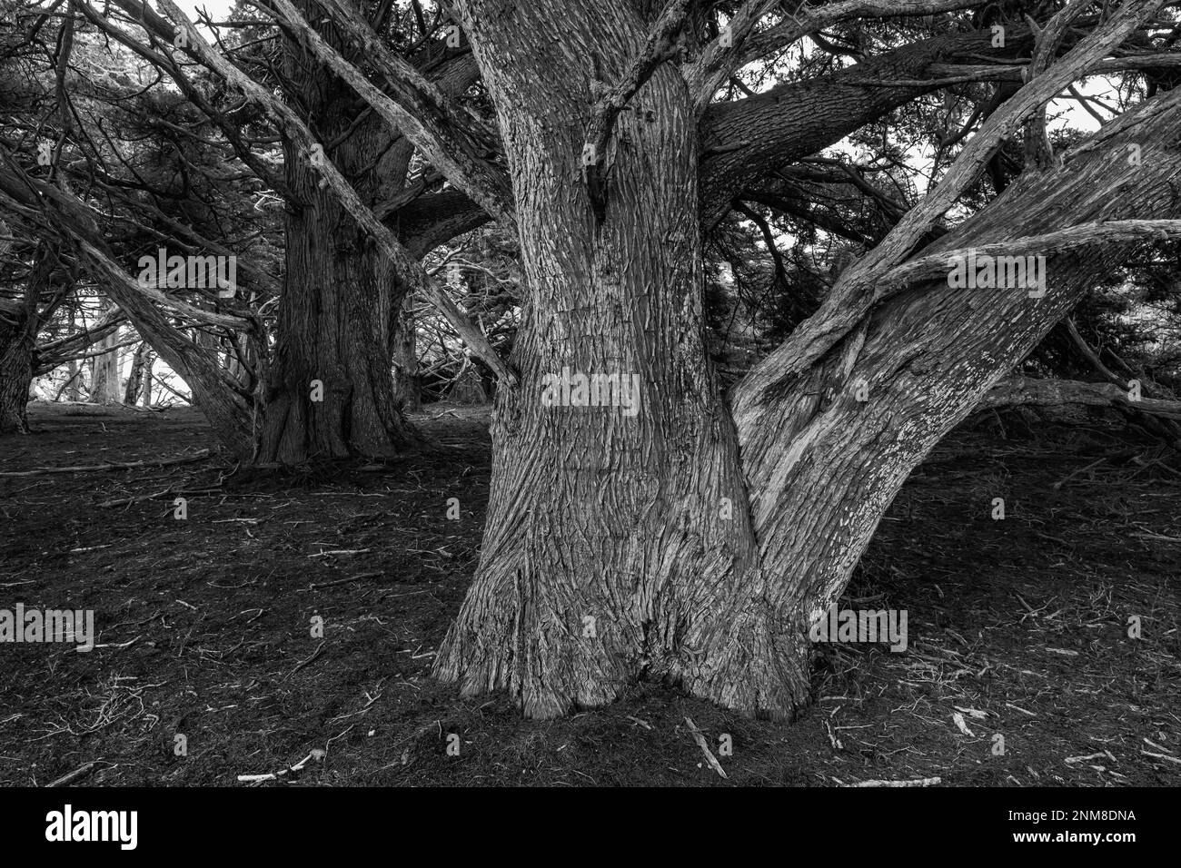 Monterey Cypress, Hesperocyparis macrocarpa, am Point Lobos State Natural Reserve, Kalifornien, USA Stockfoto