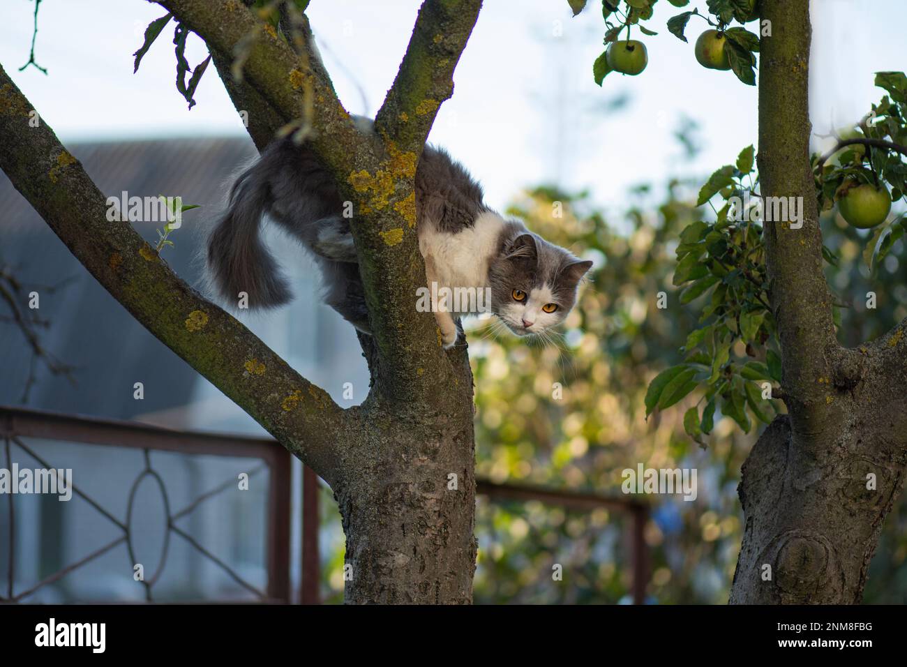 Schlaue, geschickte Katze, die auf einen Baum klettert und vom Baum herunterkommt. Katze auf dem Baum auf natürlichem Hintergrund. Stockfoto