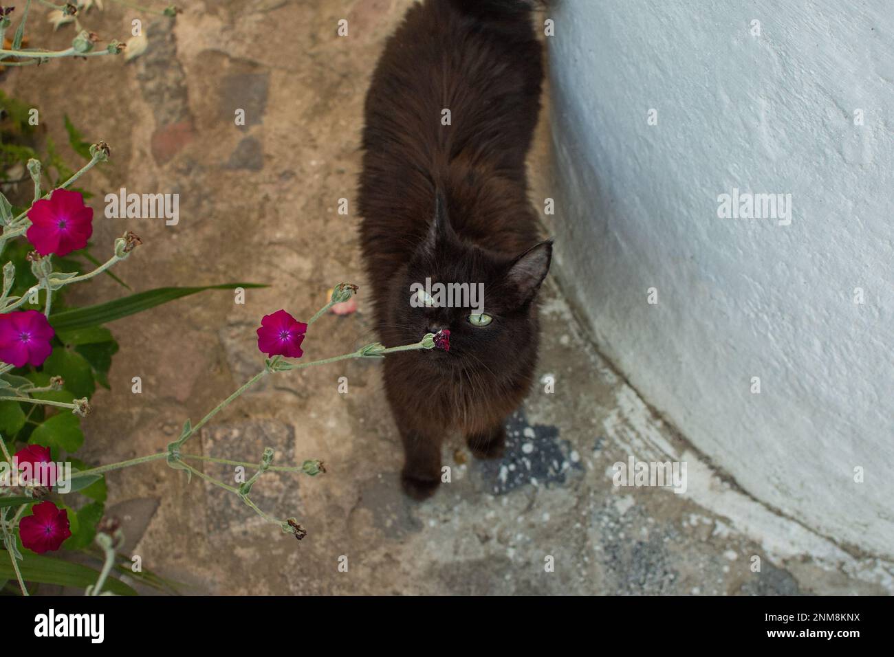 Katzen, die draußen leben. Kümmere dich um Katzen, die auf der Straße leben. Stockfoto