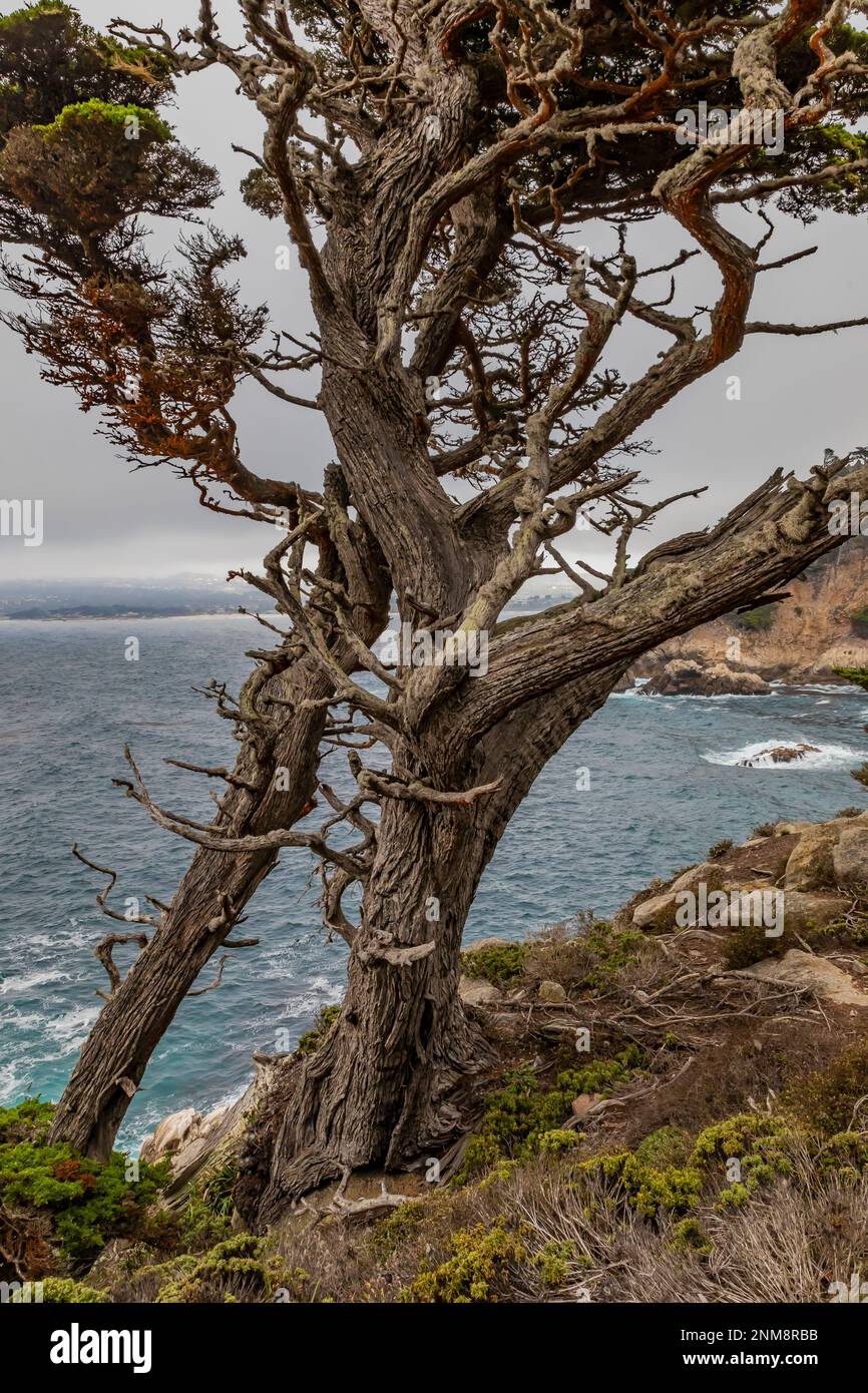 Monterey Cypress, Hesperocyparis macrocarpa, auf einer felsigen Klippe über dem Meer am Point Lobos State Natural Reserve, Kalifornien, USA Stockfoto