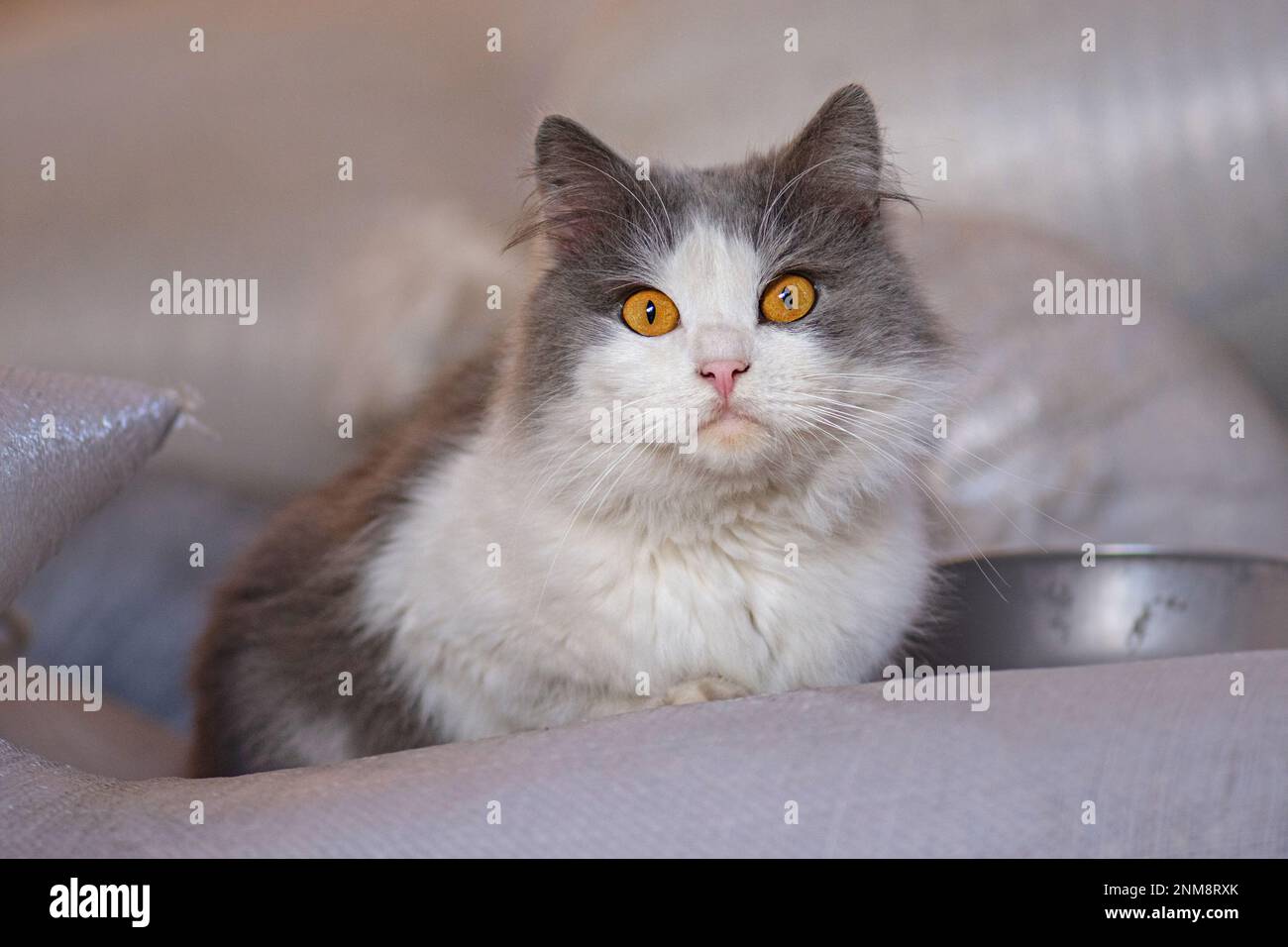 Erwachsene Dorfkatze auf dem Bauernhof aus nächster Nähe. Bauernkatze genießt die Sonne. Stockfoto