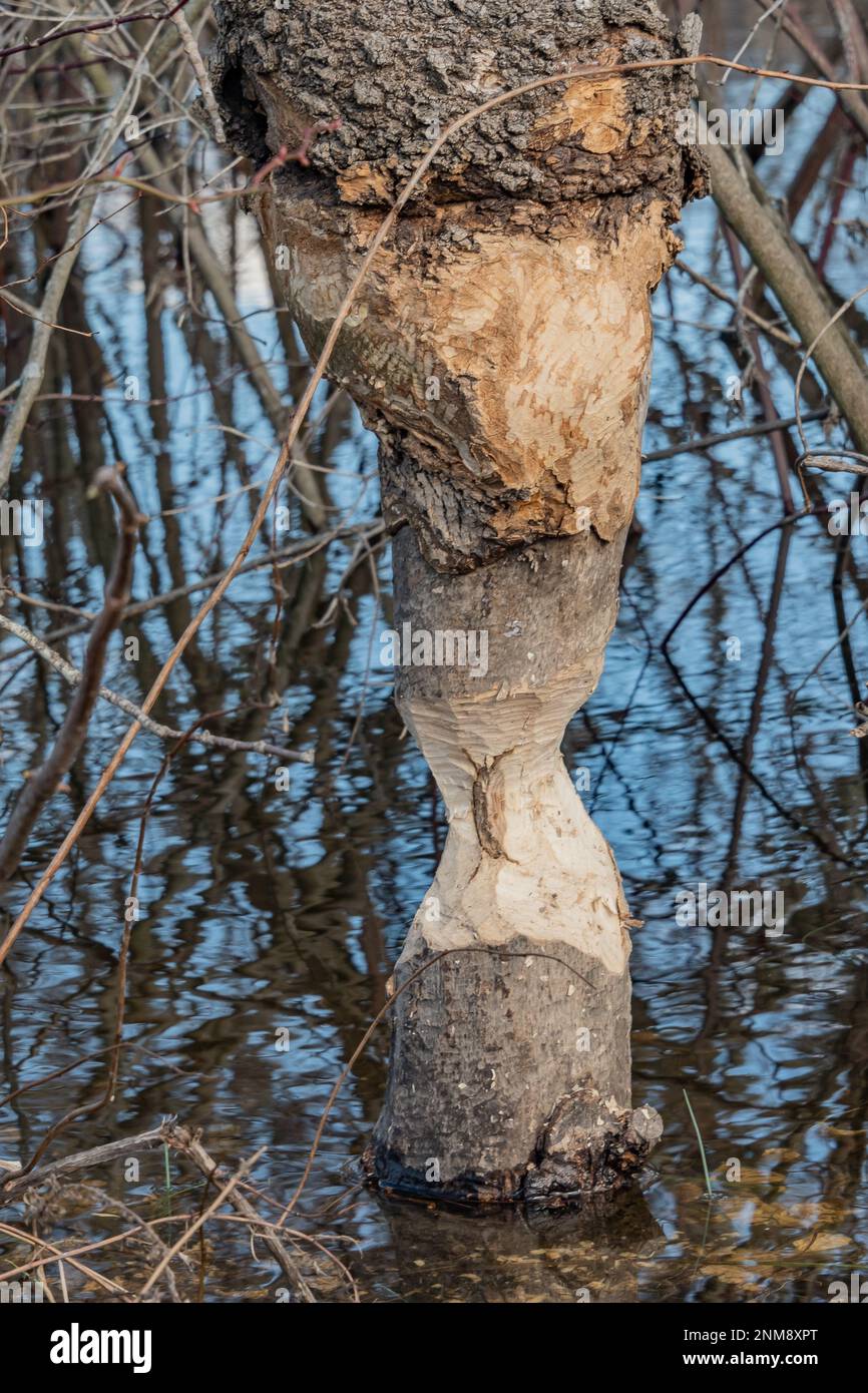 Das Werk der Beavers, Pennsylvania USA, Pennsylvania Stockfoto