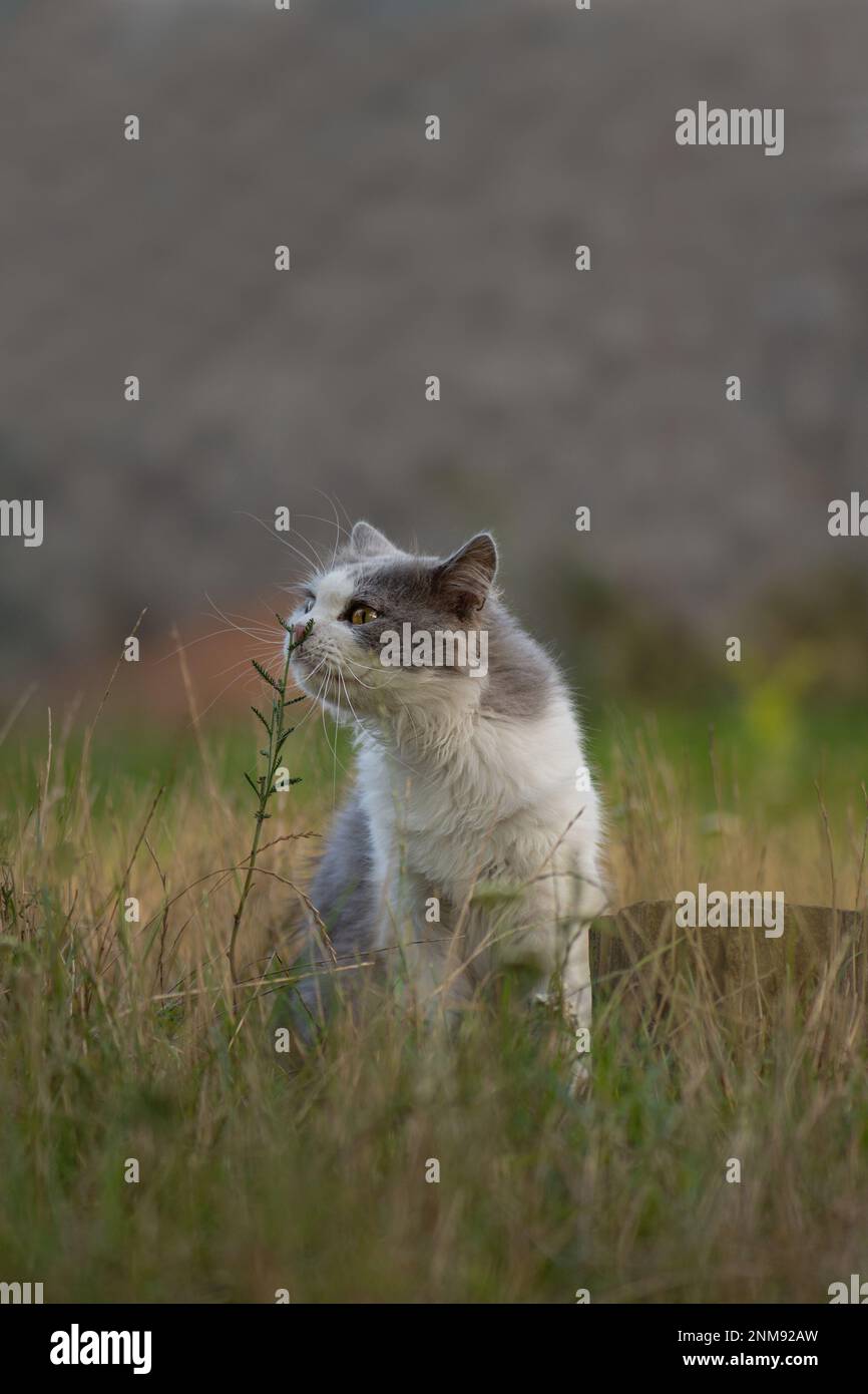 Katzenporträt aus nächster Nähe im Herbstwald. Die Katze sitzt am Herbsttag auf dem Feld und sieht den Laubfall Stockfoto