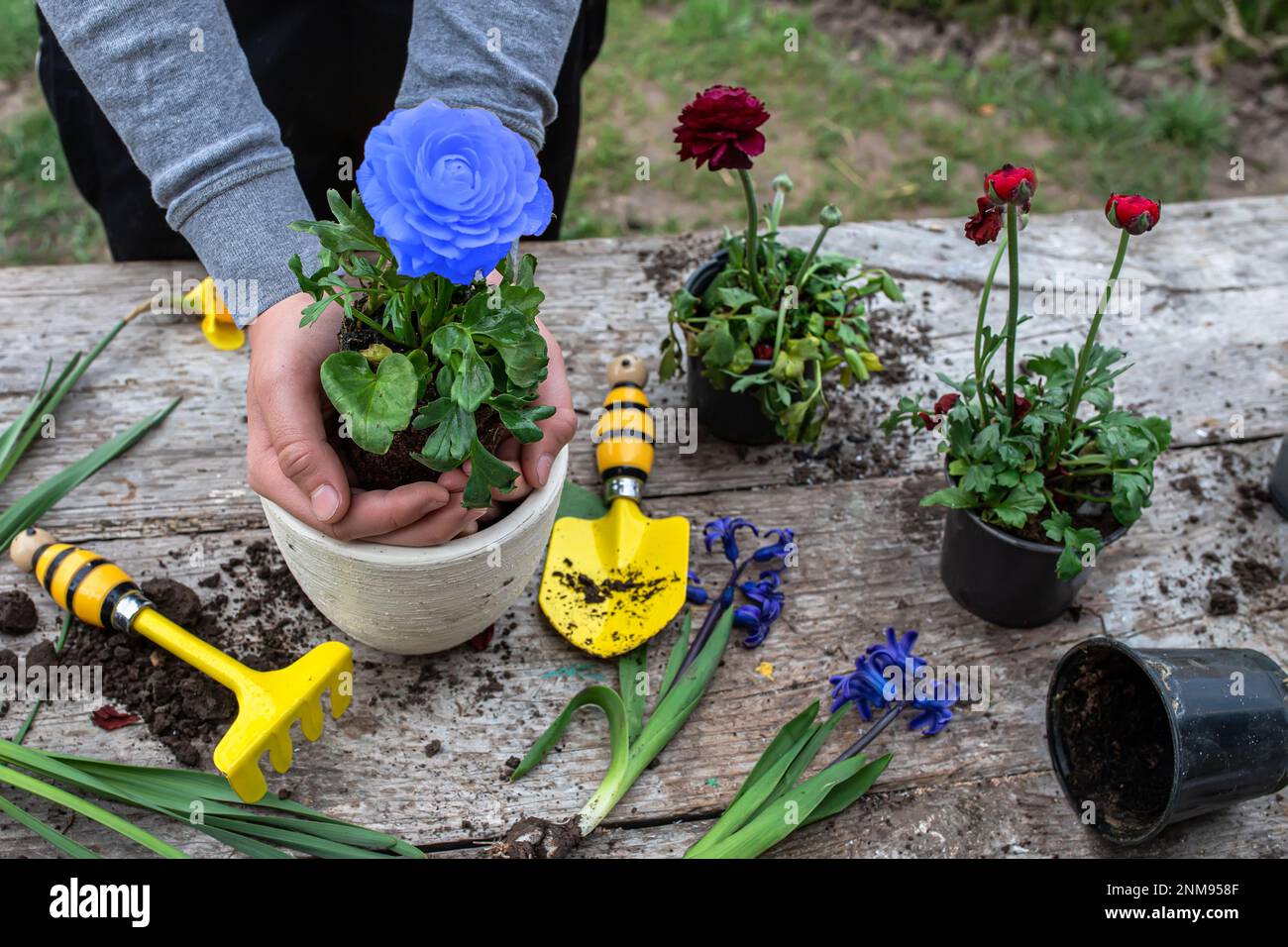 Die Hände des Bauern Ranunculus asiaticus, mit Wurzeln in der Knolle der Erde gehalten. Blühende hässliche Büsche Perser-Butterblume, Gelbe Sorte M-Sakura in Stockfoto