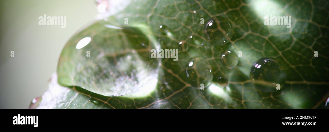 Makro von frischem grünen Blatt mit Wassertropfen nach Regen Stockfoto