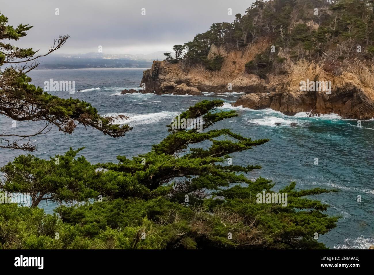 Monterey Cypress, Hesperocyparis macrocarpa, auf einer felsigen Klippe über dem Meer am Point Lobos State Natural Reserve, Kalifornien, USA Stockfoto
