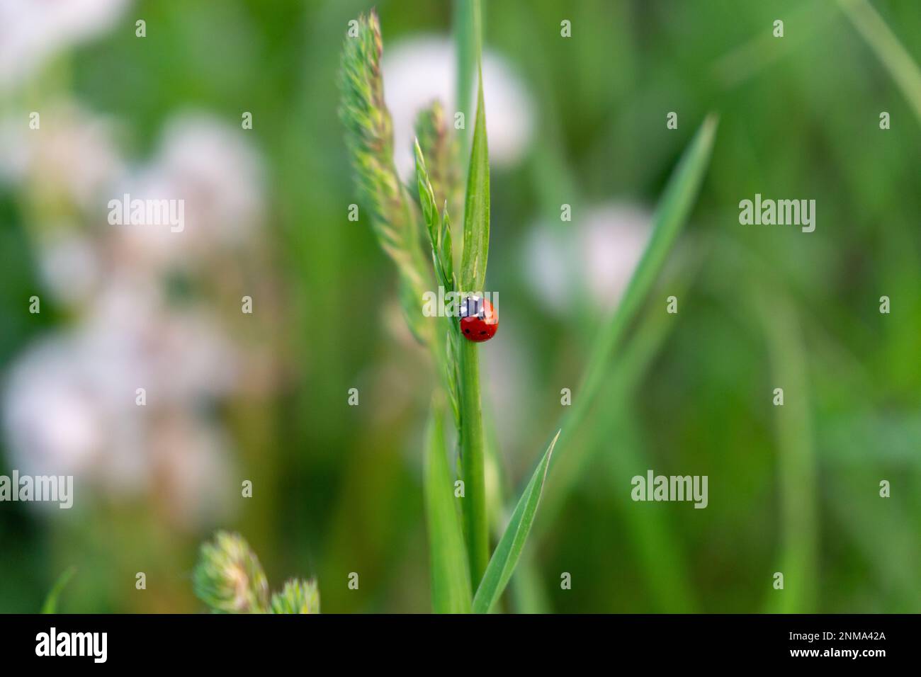 Marienkäfer auf dem grünen Gras Stockfoto
