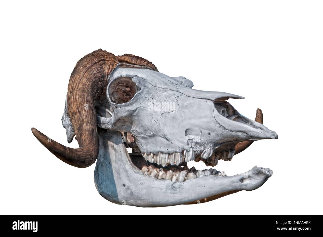 Weiblicher Muskox-Schädel isoliert - kleineres Horn bedeckt das Gehirn als männlich, also hat sie ein größeres Gehirn Stockfoto