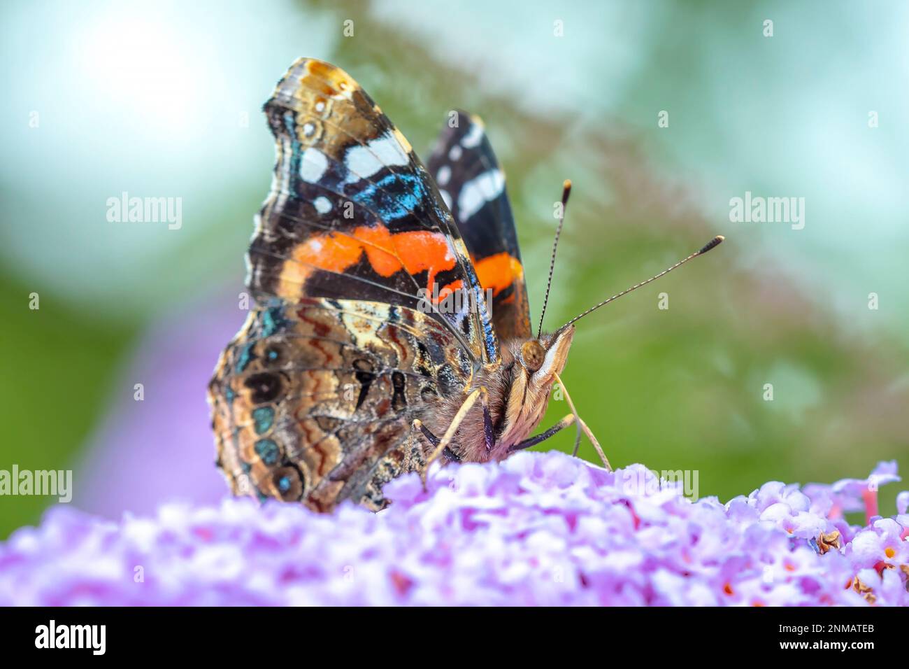 Red Admiral Schmetterling, Vanessa atalanta, Fütterung Nektar aus einer lila Schmetterling - Busch im Garten. Helles Sonnenlicht, lebhafte Farben. Stockfoto