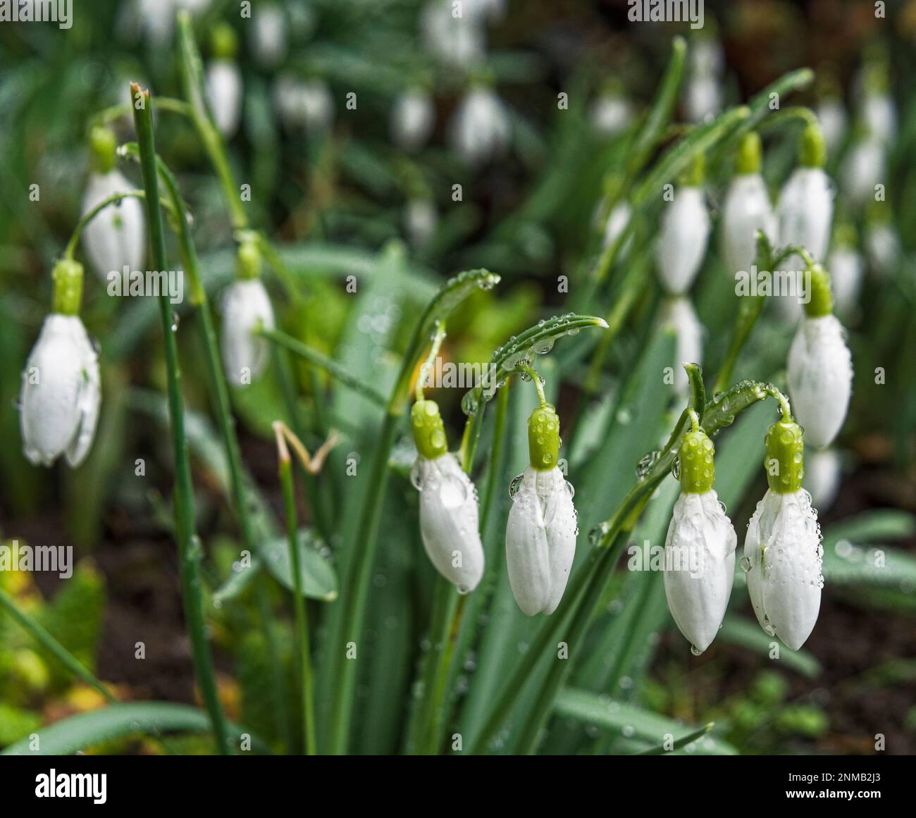 Die bulbose, mehrjährige Herbaceus-Pflanze Galanthus oder Schneefall Ende Februar, Vereinigtes Königreich Stockfoto