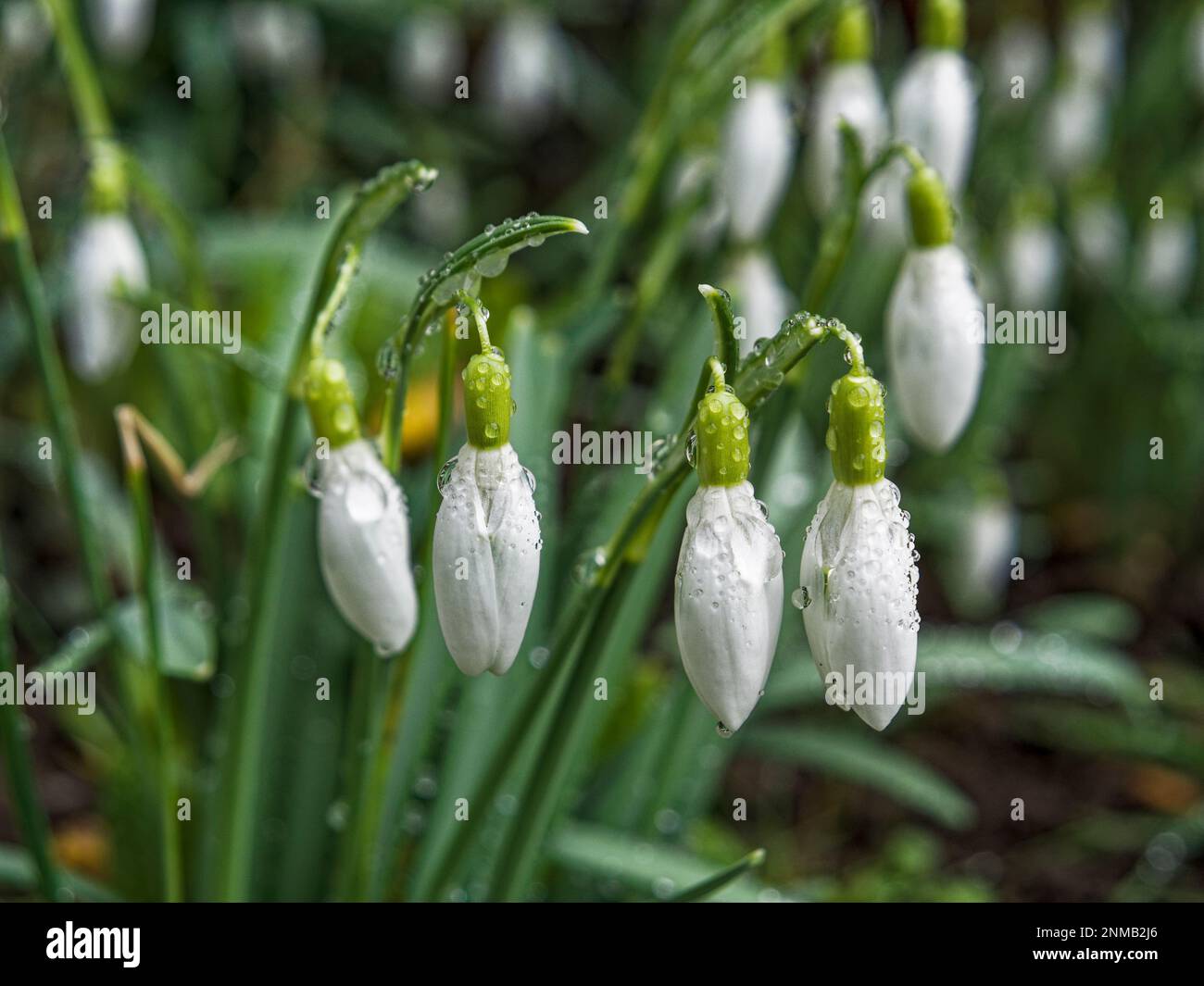 Die bulbose, mehrjährige Herbaceus-Pflanze Galanthus oder Schneefall Ende Februar, Vereinigtes Königreich Stockfoto