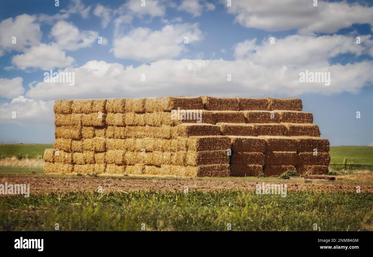Große Haufen von Quaderballen aus Heu oder Stroh werden am Rand eines gepflügten Feldes mit flachem Horizont und blauem Himmel mit flauschigen Wolken hoch gestapelt - Fokus auf h Stockfoto