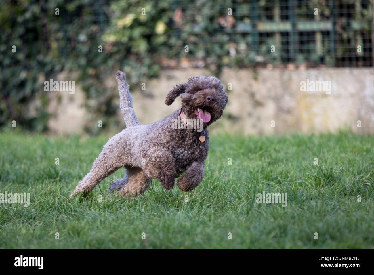 Schöne Hunde Stockfoto