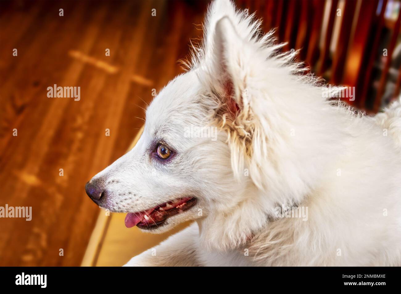 Porträt eines Hundes - Weißer amerikanischer Eskimo-Spritz-Welpenkopf im Profil vor verschwommenem Hintergrund - Platz zum Kopieren Stockfoto