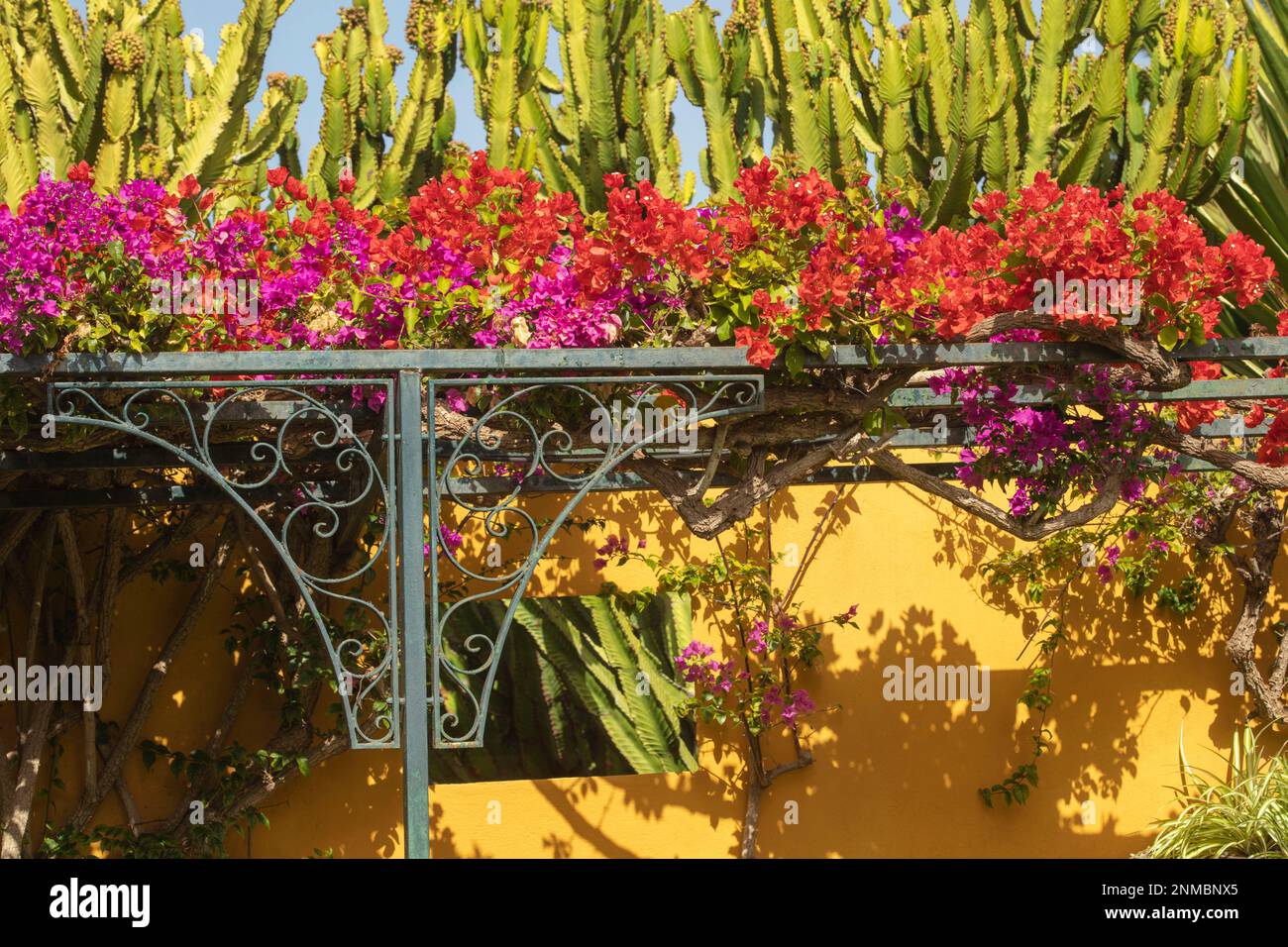 Atemberaubende Vorstellung des blühenden Bougainvillea im Wintersonnenziel Teneriffa. Natürliches Pflanzenporträt aus der Nähe Stockfoto