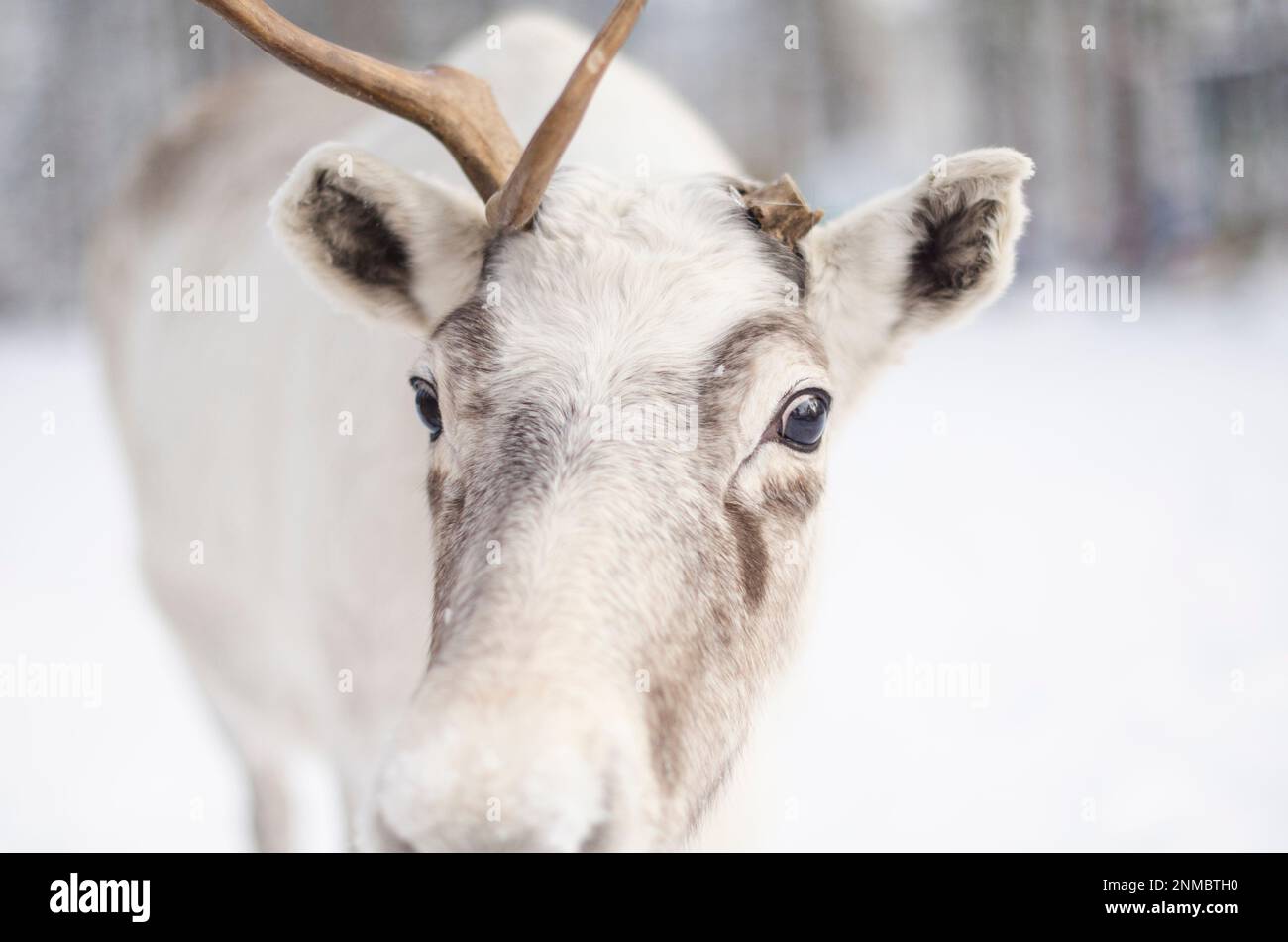 Wunderschönes weißes Reh mit einem Horn. Hirsche Stockfoto