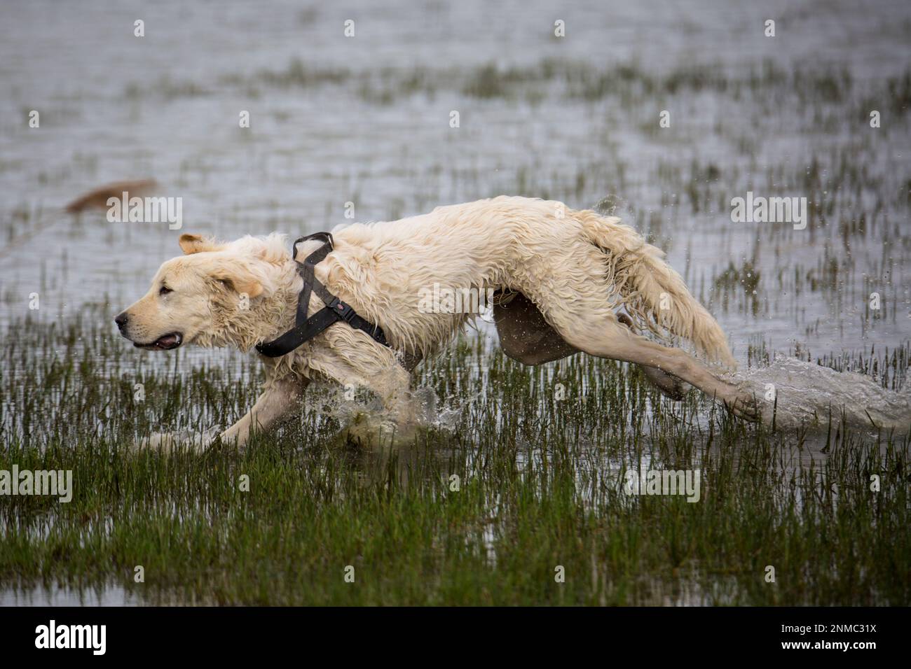 Schöne Hunde Stockfoto