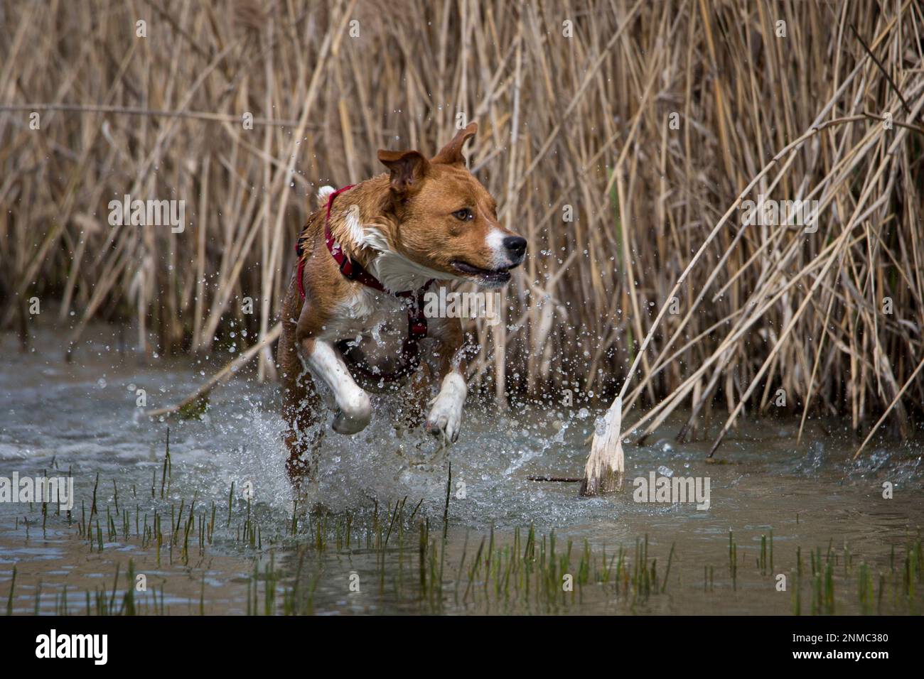 Schöne Hunde Stockfoto
