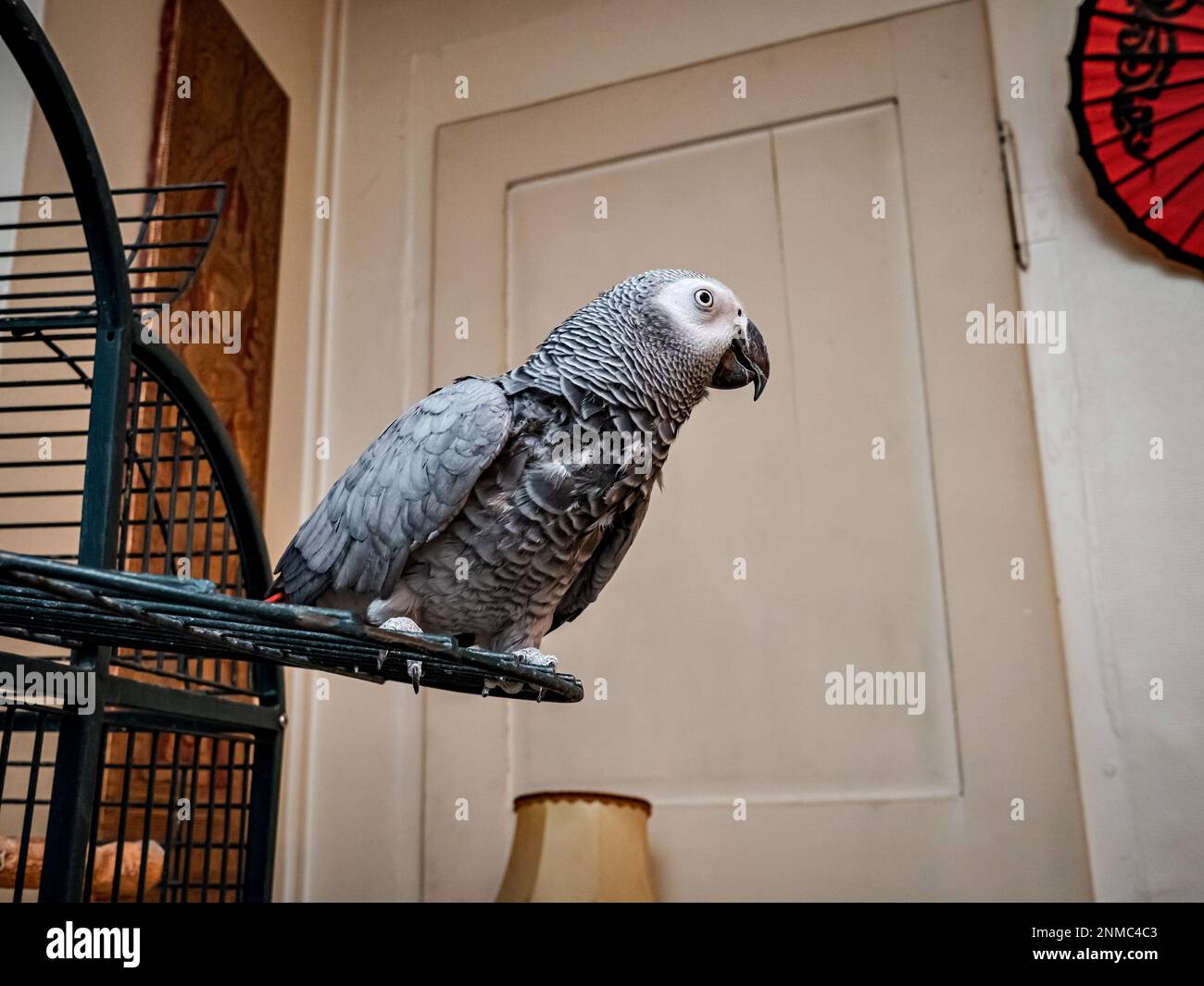 Ein großer grauer Ara-Papagei lebt zu Hause, läuft ohne Käfig durch die Wohnung. Stockfoto