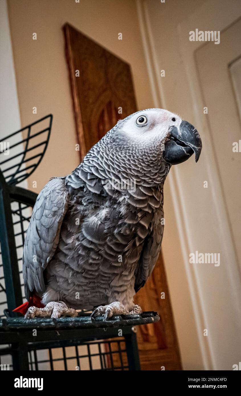 Ein großer grauer Ara-Papagei lebt zu Hause, läuft ohne Käfig durch die Wohnung. Stockfoto