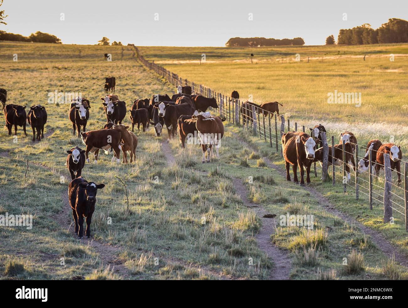 Kühe, die mit natürlichen Weiden aufgezogen wurden, Fleischproduktion in der argentinischen Landschaft, Provinz La Pampa, Argentinien. Stockfoto