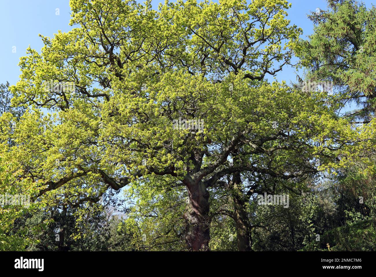 Ein Eichenbaum (Quercus Robur) im Frühling vor einem blauen Himmel, seinem stabilen Stamm und der herrlichen breiten Krone, die von der April-Sonne in England erleuchtet wird Stockfoto