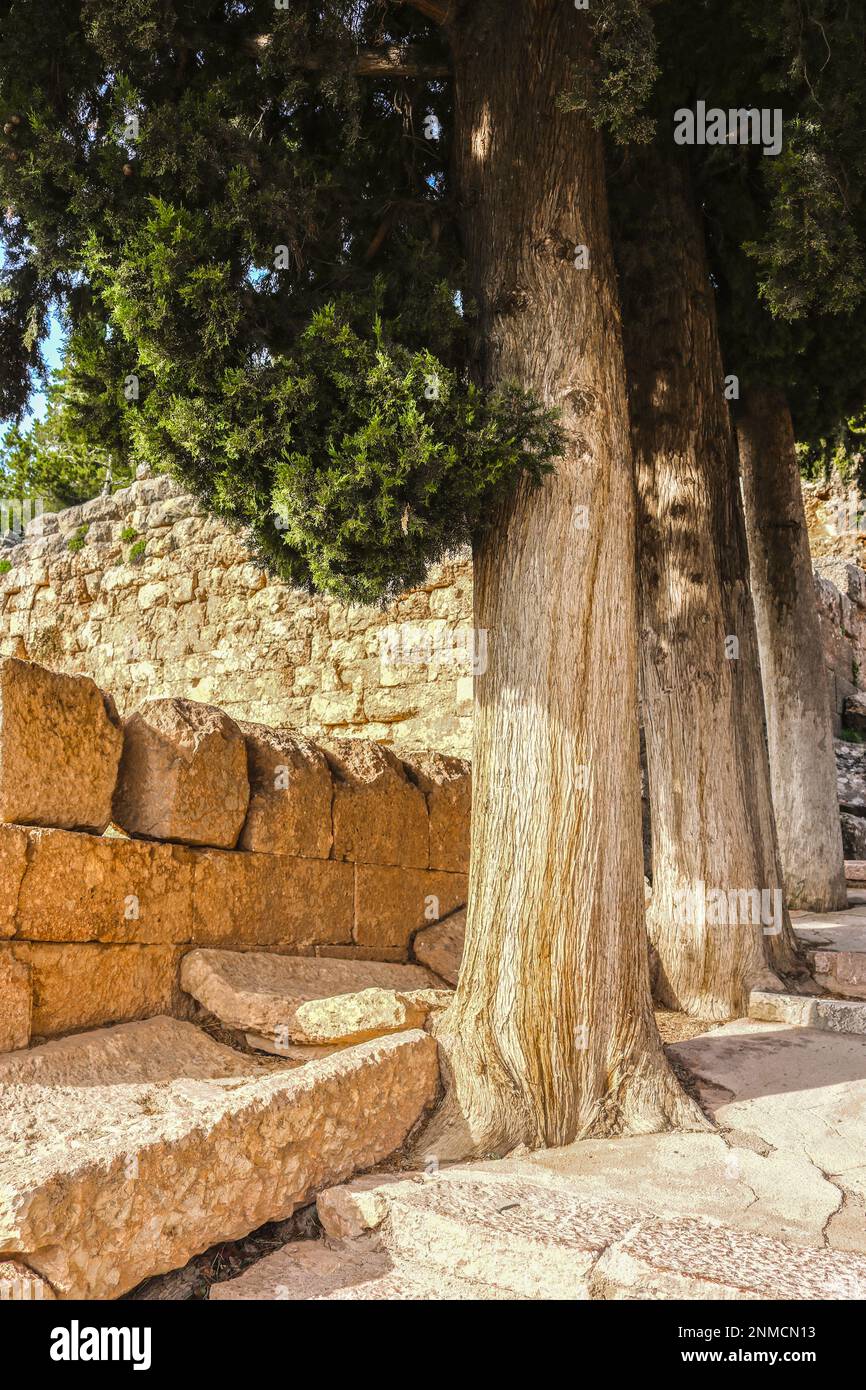 Baum und Stein - Kiefernwurzeln wachsen darunter und brechen Steinrinne neben rustikalen Treppen - Nahaufnahme Stockfoto