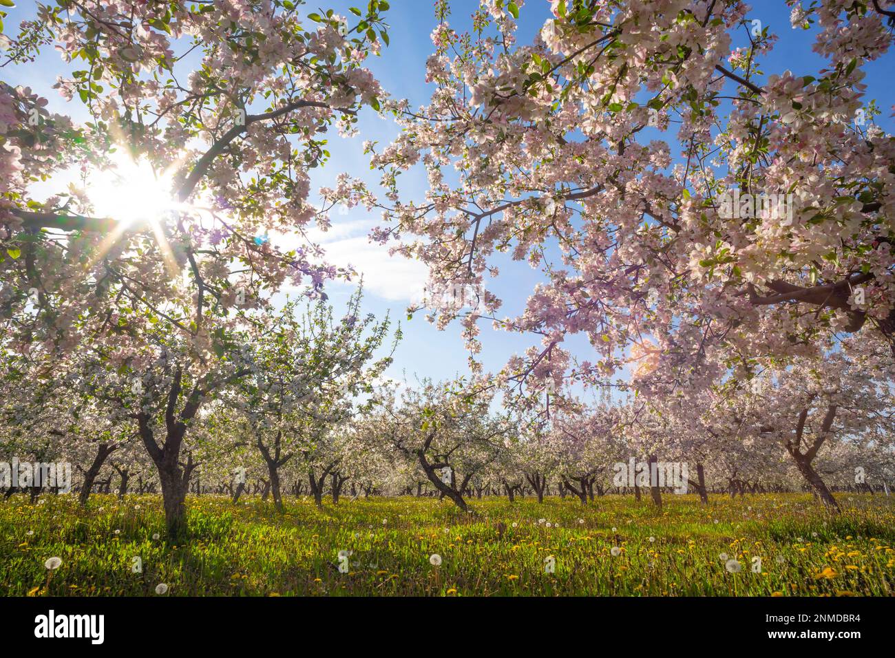 Blühender Apfelgarten im Frühling und in der Sonne Stockfoto