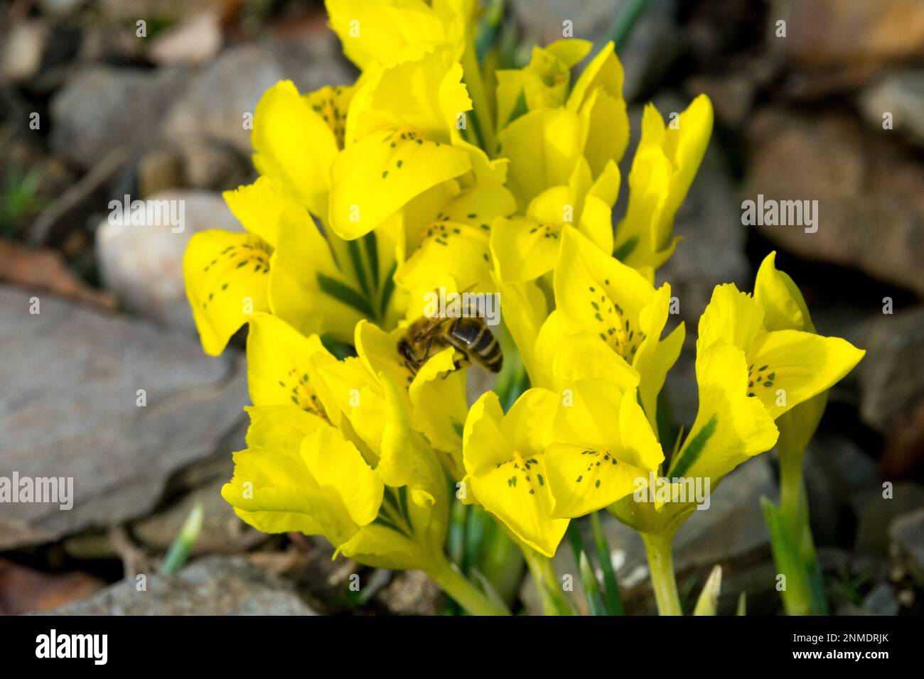 Insekten in Frühlingsblumen Stockfoto