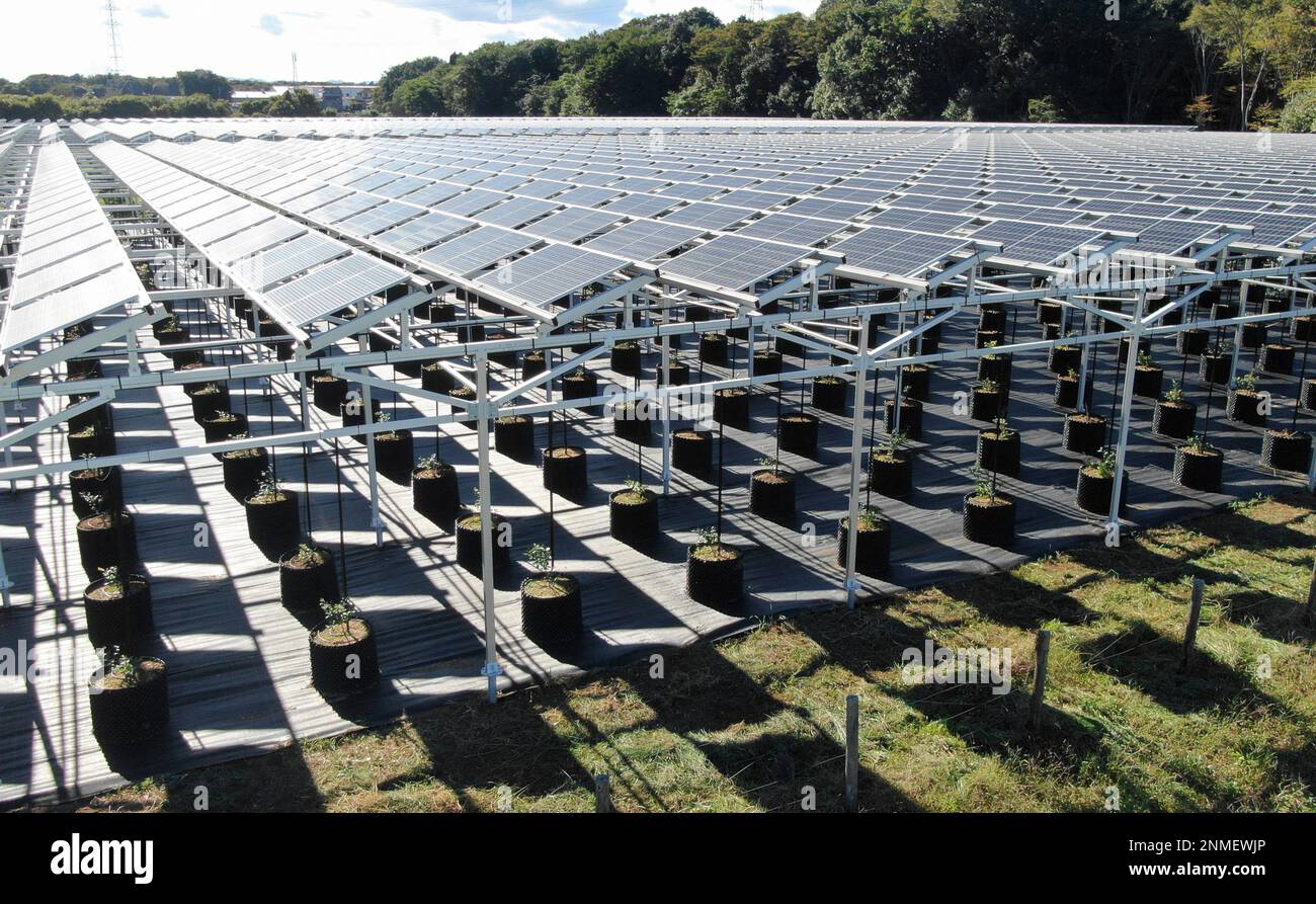 A large number of solar panels are installed at agricultural farm in Tokorozawa city, Saitama Prefecture on Oct. 20, 2021. The Agri-Voltaic technology can generate electricity by utilizing 1.7 hectares of fallow fields, where blueberry and grape seedling have started to grow. The solar panels four meters above the ground can produce 1,119,000 kW, acounting for three hundred eleven households per year. ( The Yomiuri Shimbun via AP Images ) Stockfoto