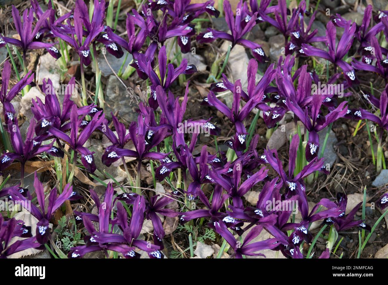 Malve, Farbe, Zwergiris reticulata, Frühling, Jahreszeit, Iris reticulata Pauline Stockfoto