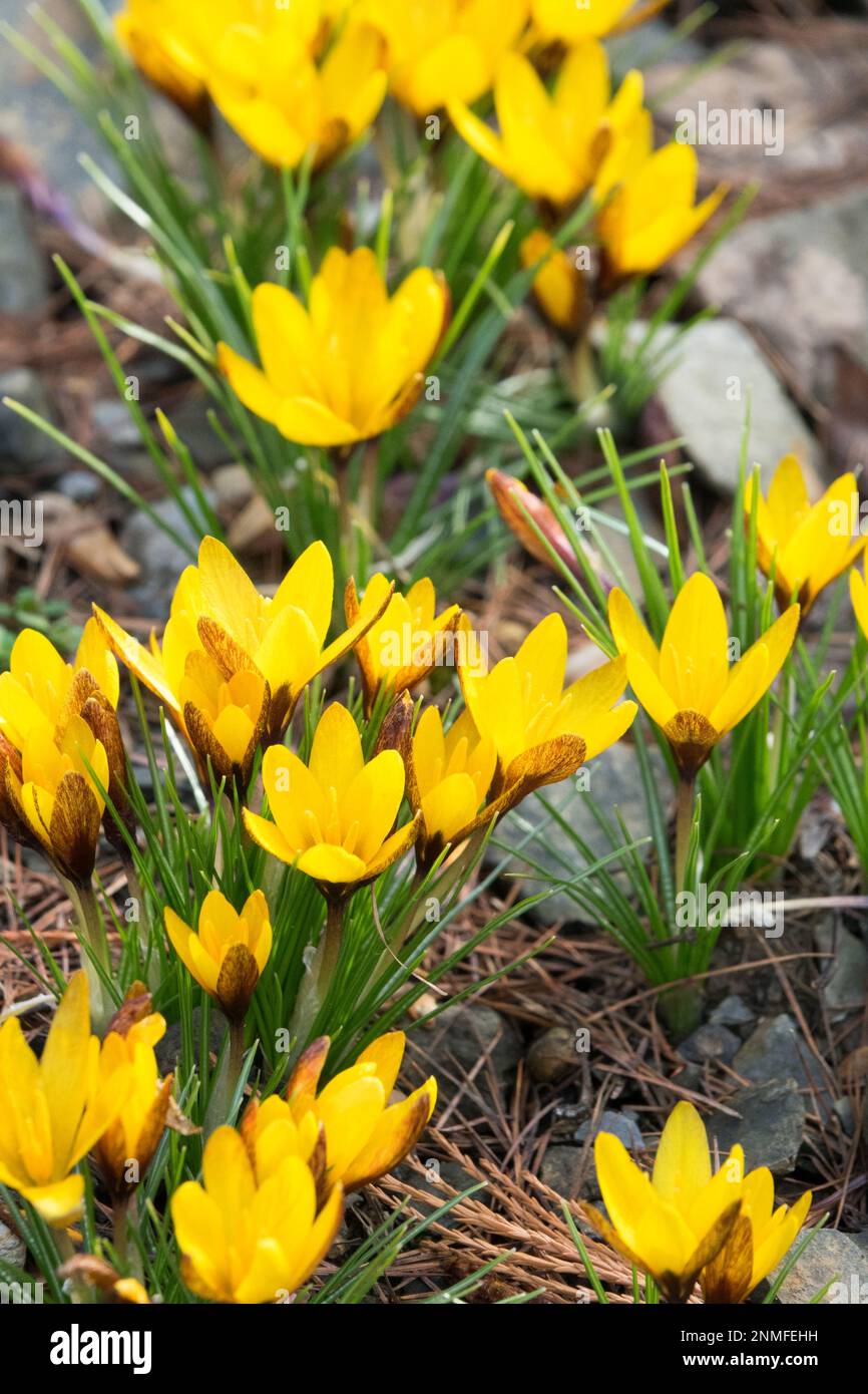 Crocus korolkowii „Golden Nugget“, Februar, Garten Stockfoto