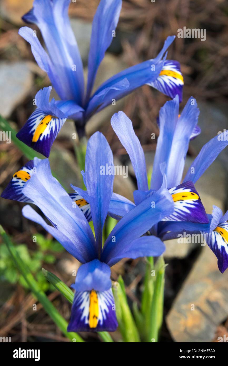 Felsen, Garten, Iris reticulata „Gordon“, Zwergiris „Gordon“, Blaue Iren, Blumen, Winter Stockfoto