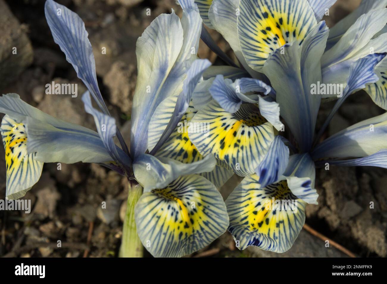 Felsen, Garten, Iris reticulata „Katharine Hodgkin“ Zwerg Iris „Katharine Hodgkin“, blassblaue Blumen, Winter Stockfoto