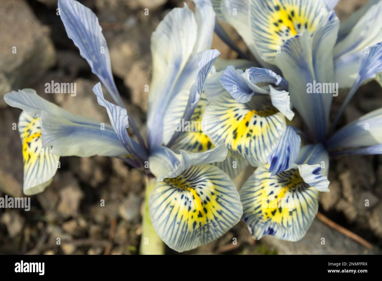Blassblaue gelbe Blütenblätter oder Irenfahnen im alpinen Garten Winterblüte Iris „Katharine Hodgkin“ Stockfoto