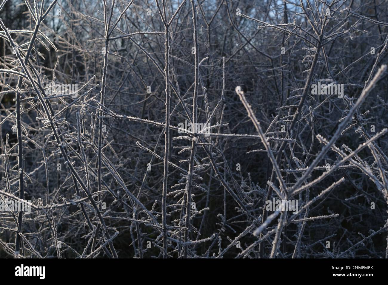 Hoar Frost auf den Zweigen eines Busches in Tottenham Marshes, North London. Stockfoto