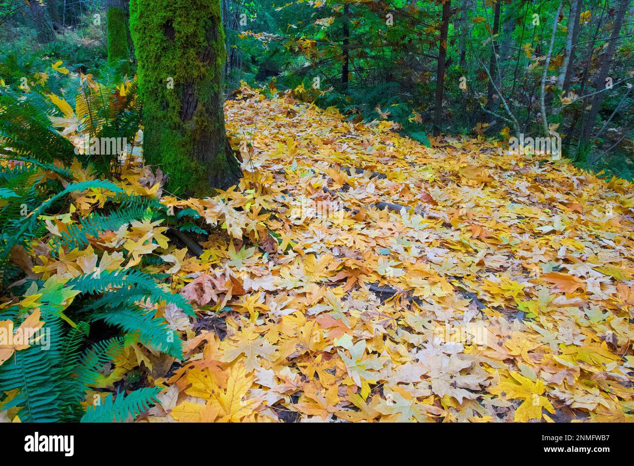 Herbst und Herbstfarben in Morrison Creek Woods, Courtenay, B.C., Kanada Stockfoto