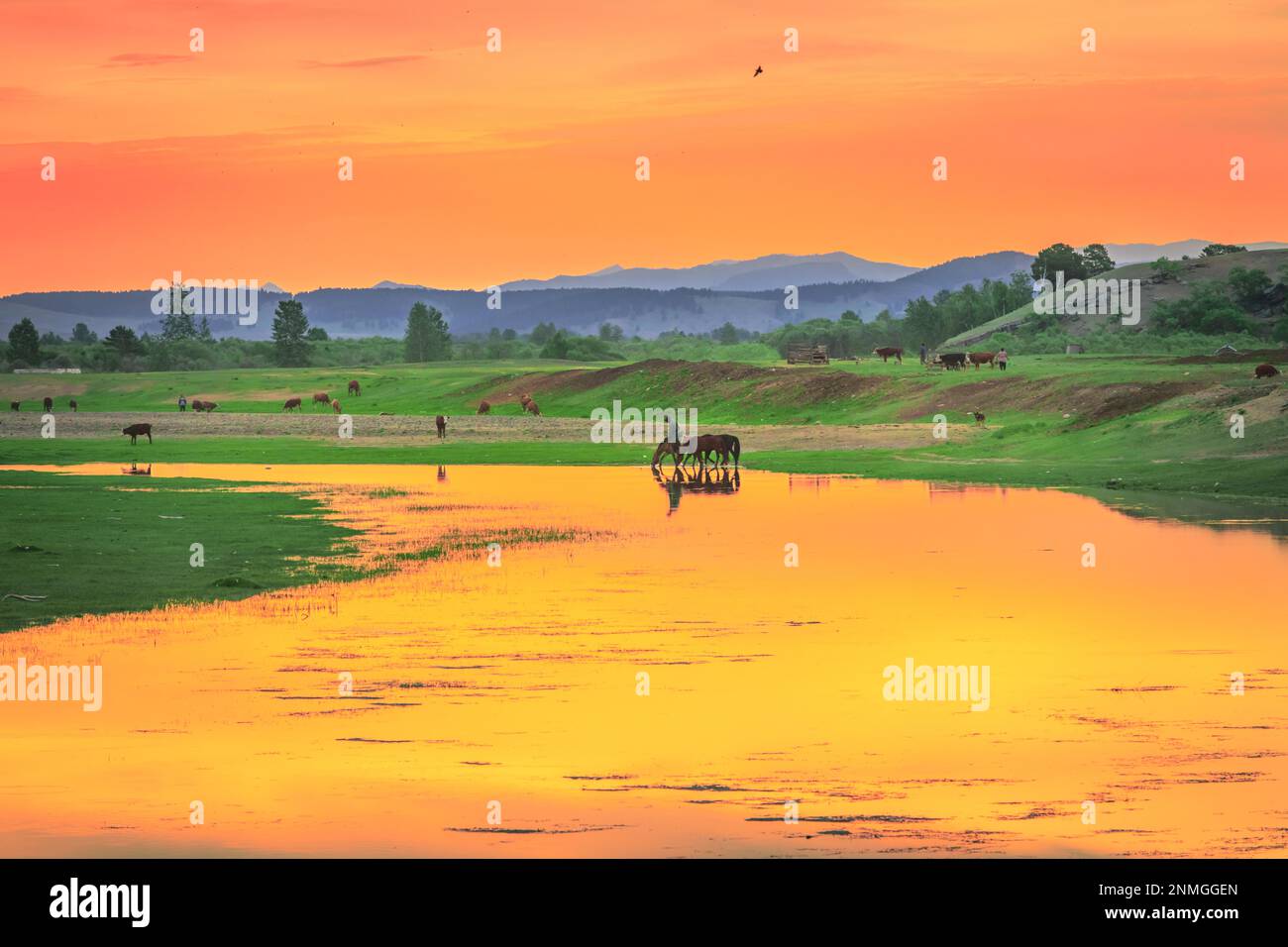 Morgenfarbe am Ufer des Flusses Selenge. Bulgarische Provinz, Mongolei Stockfoto
