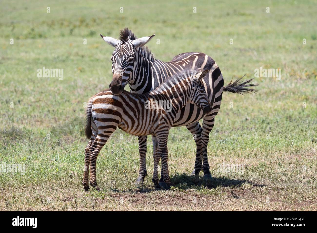 Plains Zebra (Equus quagga) oder Pferdezebra, Stute mit Fohlen, 6 Monate alt, Ngorongoro Conservation Area, Tansania Stockfoto
