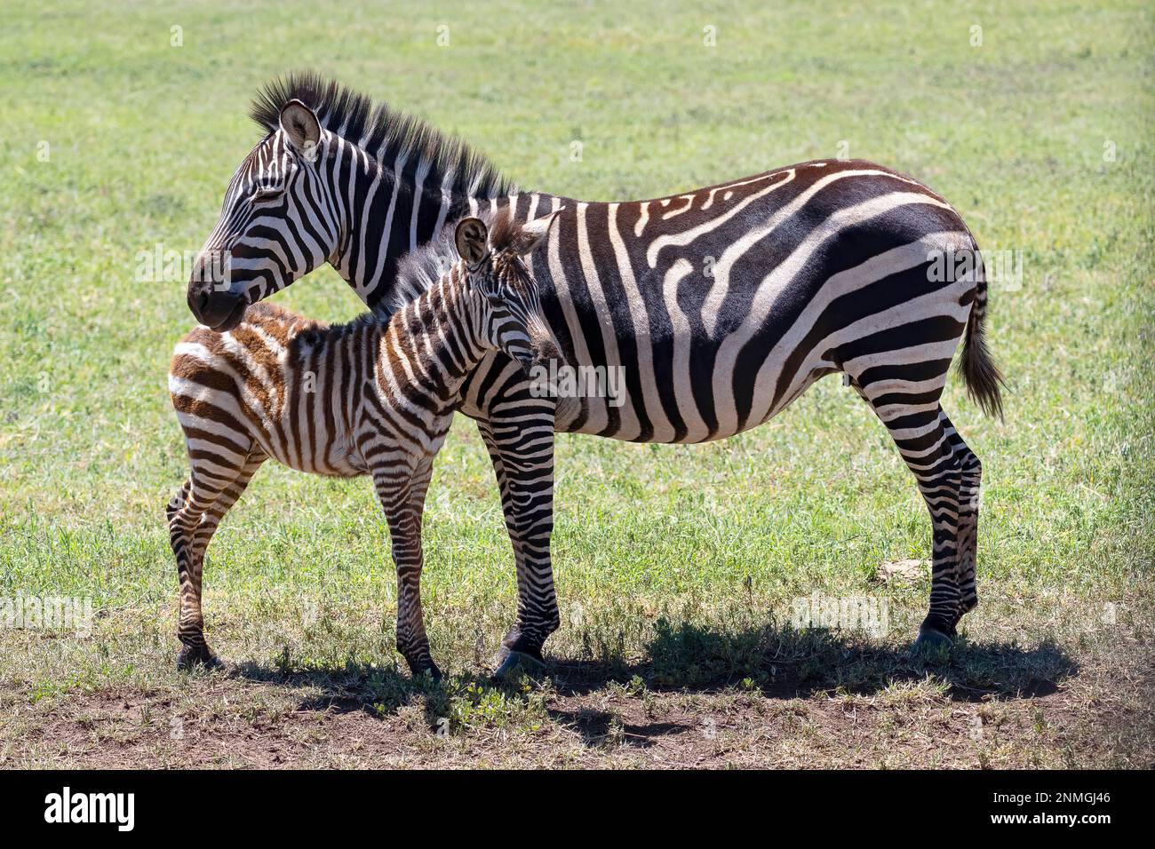 Plains Zebra (Equus quagga) oder Pferdezebra, Stute mit Fohlen, 6 Monate alt, Ngorongoro Conservation Area, Tansania Stockfoto