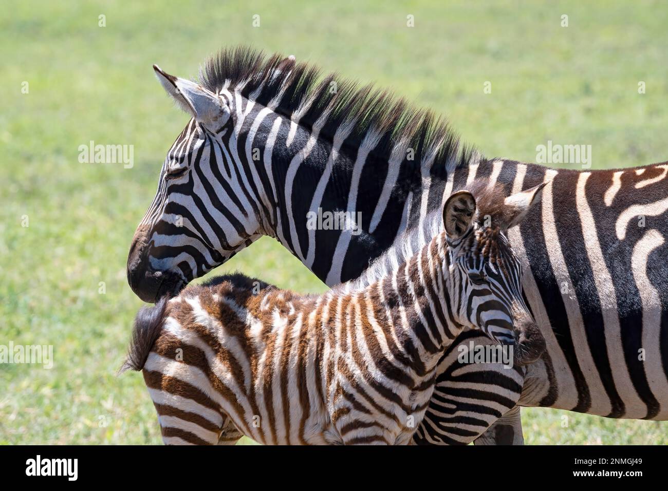 Plains Zebra (Equus quagga) oder Pferdezebra, Stute mit Fohlen, 6 Monate alt, Nahaufnahme, Ngorongoro-Schutzgebiet, Tansania Stockfoto