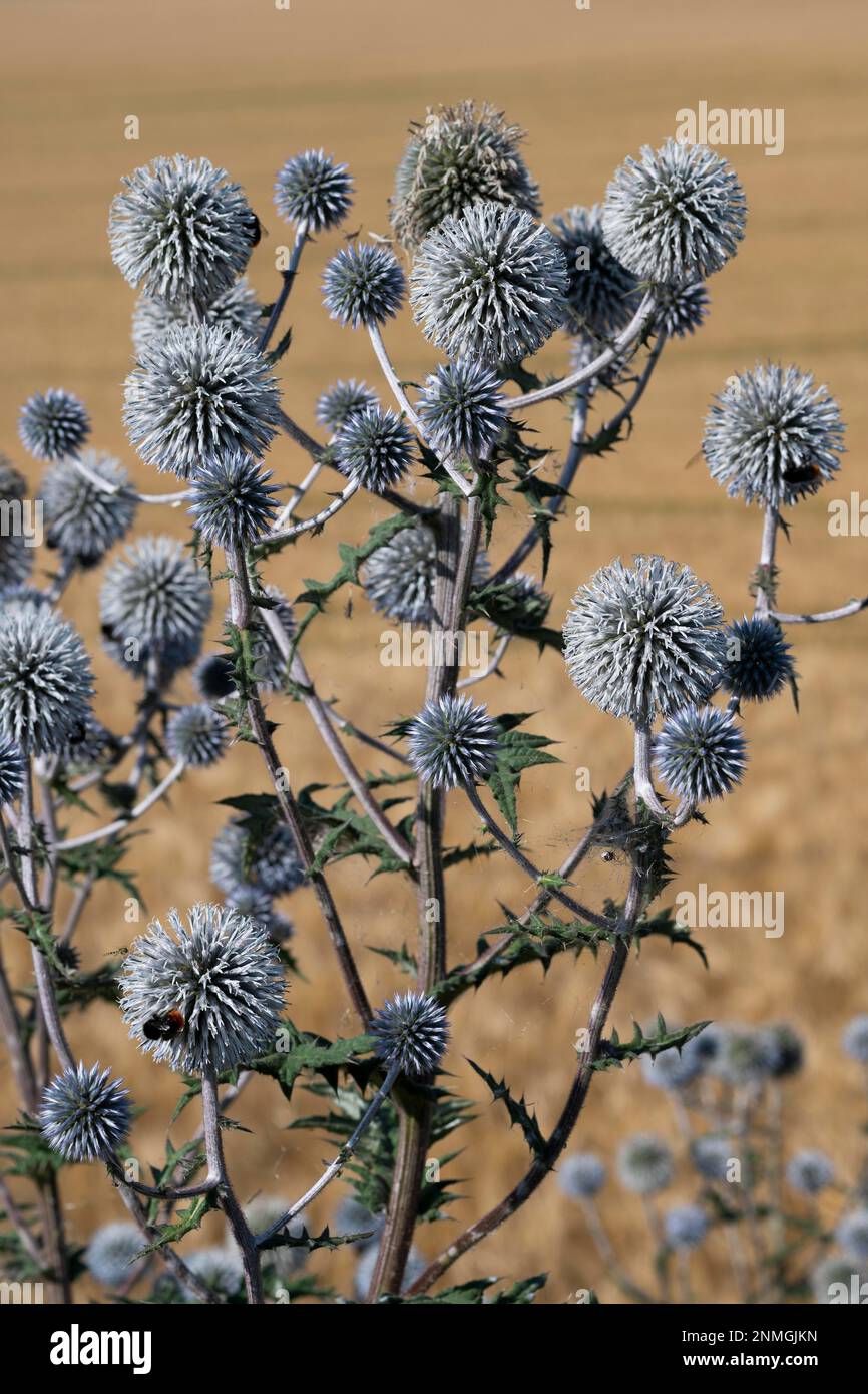 Große Distel (Echinops sphaerocephalus), blühend, Thüringen, Deutschland Stockfoto